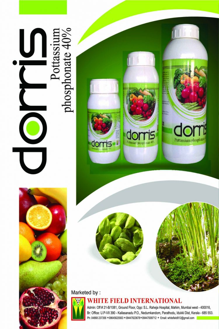 WhitefieldInternational