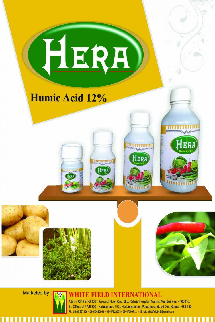 WhitefieldInternational