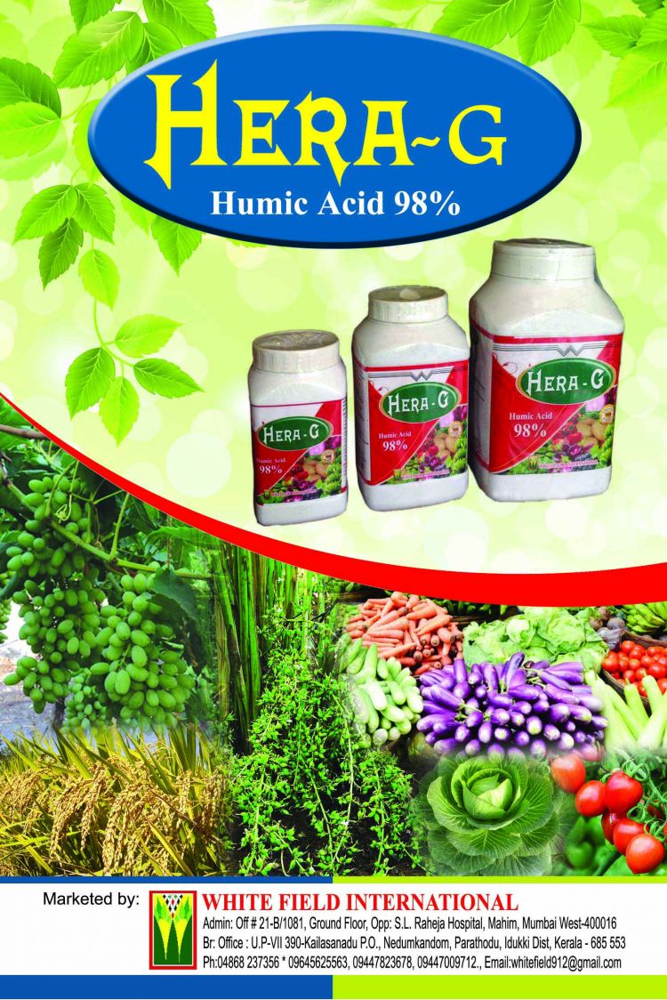 WhitefieldInternational